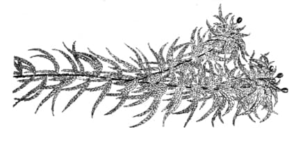 botanical_sphagnum