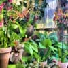 ORCHID GROWING GUIDE - WHY to do things, not just WHAT to do