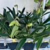 Deloy Paphiopedilum Madame Suzanne Déloy