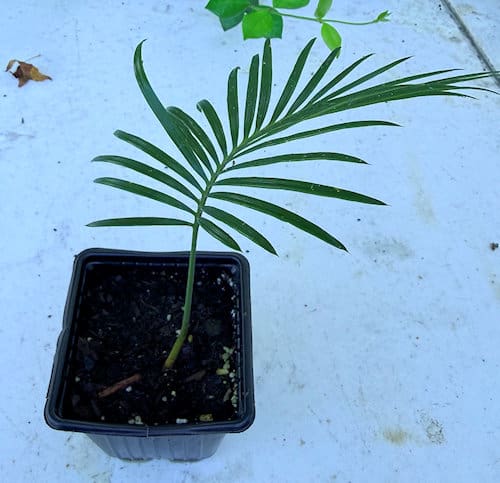 Sago Palm (Cycad) Seedling