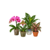 ORCHID GROWING GUIDE - WHY to do things, not just WHAT to do