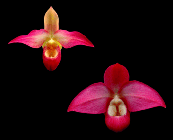 QF_Falling_Star Phragmipedium QF Falling Star