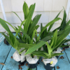 falling Phragmipedium QF Falling Star