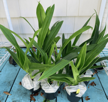 falling Phragmipedium QF Falling Star
