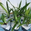 kov Phragmipedium Acker's Desire