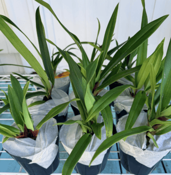 kov Phragmipedium Acker's Desire
