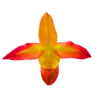 Paphiopedilum QF Yellow Bird